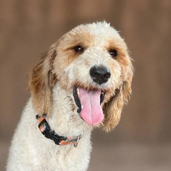 Taylor -  Poodle Dog for Adoption in Boerne, Texas - Taylor | PetCurious