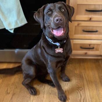 Rae -  Chocolate Labrador Retriever Dog for Adoption in Lenexa, Kansas - Rae | PetCurious