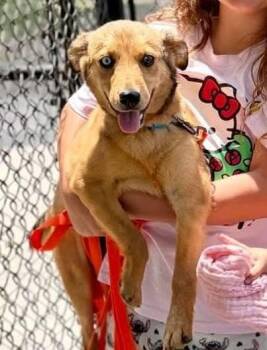 2026-93 Bluey -  Mixed Breed Dog for Adoption in Lakeland, Georgia - 2026-93 Bluey | PetCurious