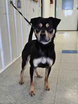 Rescue Mixed Breed Dogs for Adoption in Freeport, Illinois - Lainey | PetCurious