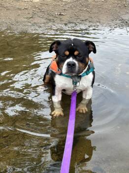 Rocco -  Bulldog Dog for Adoption in Maidens, Virginia - Rocco | PetCurious