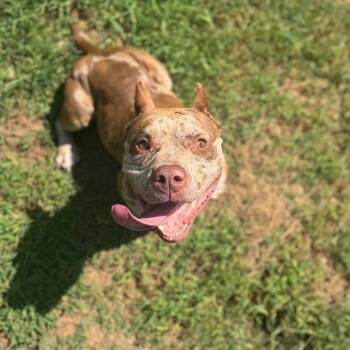 Connie -  English Bulldog and Mixed Breed Dog for Adoption in Starkville, Mississippi - Connie | PetCurious