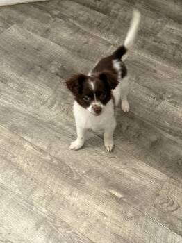 Chihuahua and Mixed Breed Dogs Available for Adoption in Albion, New York - Polly | PetCurious