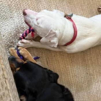 Labrador Retriever and Mixed Breed Dogs Available for Adoption in Chester, Maryland - Erwin | PetCurious