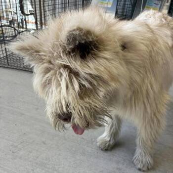 Terrier and Labrador Retriever Dogs Available for Adoption in Sonoma, California - Swiftie | PetCurious