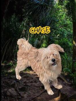 Terrier Dogs Available for Adoption in York, Nebraska - Chase | PetCurious