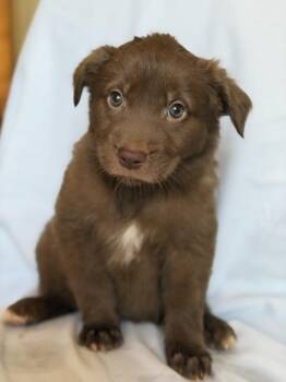 Mia -  Chocolate Labrador Retriever Dog for Adoption in Monticello, Minnesota - Mia | PetCurious