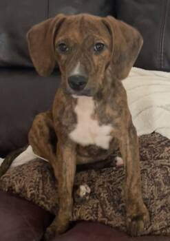 Jamie -  Hound Dog for Adoption in Tarrytown, Georgia - Jamie | PetCurious