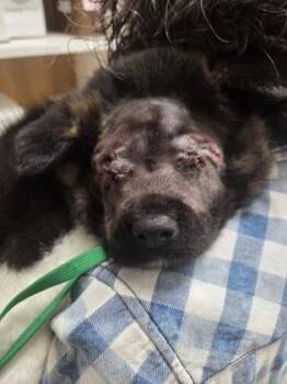 Akita Dogs Available for Adoption - Fiona | PetCurious