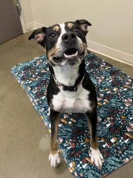 Pit Bull Terrier and Mixed Breed Dogs Available for Adoption in Fishers, Indiana - Dorian | PetCurious