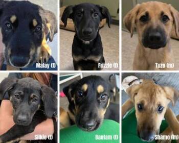 Tuzo -  Mixed Breed Dog for Adoption in Hobart, Indiana - Tuzo | PetCurious