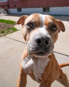 Rescue Pit Bull Terrier Dogs for Adoption - KYLE ! | PetCurious