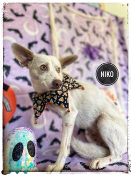 Niko -  Chihuahua Dog for Adoption in Sebring, Florida - Niko | PetCurious
