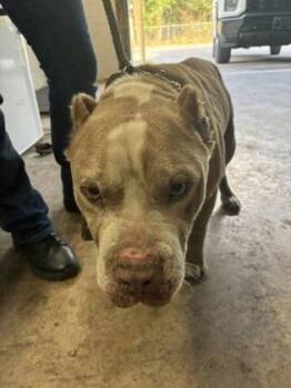 Fox Terrier and Mixed Breed Dogs Available for Adoption in Gainesville, Florida - Boss | PetCurious