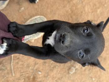 Kansas (The Munchkin Litter) -  Dutch Shepherd and Labrador Retriever Dog for Adoption in Tucson, Arizona - Kansas (The Munchkin Litter) | PetCurious