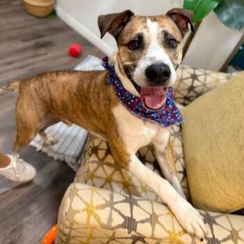 Tigger Tiggy The Best Boy Ever -  Labrador Retriever and Boxer Dog for Adoption in Friendswood, Texas - Tigger Tiggy The Best Boy Ever | PetCurious