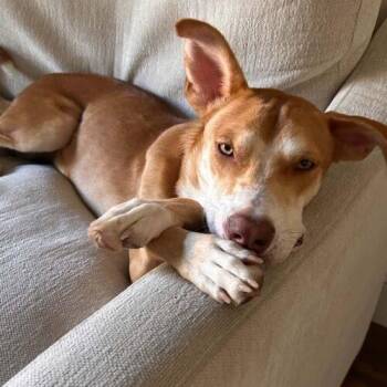 PIPPI -  Mixed Breed Dog for Adoption in San Juan Capistrano, California - PIPPI | PetCurious