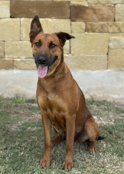 Rescue Belgian Shepherd Malinois Dogs for Adoption in Helotes, Texas - River | PetCurious