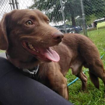 Gavel -  Mixed Breed Dog for Adoption in Fredericksburg, Virginia - Gavel | PetCurious