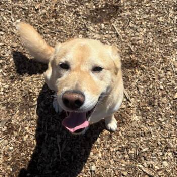 Mixed Breed Dogs Available for Adoption in Wappingers Falls, New York - Renegade | PetCurious