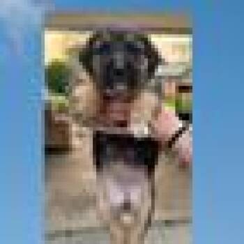 Capri -  Shepherd and Mixed Breed Dog for Adoption in Tampa, Florida - Capri | PetCurious