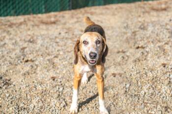 Hound Dogs Available for Adoption in Hilton Head Island, South Carolina - Beatrice | PetCurious