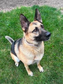 Bella -  German Shepherd Dog Dog for Adoption in Urbandale, Iowa - Bella | PetCurious