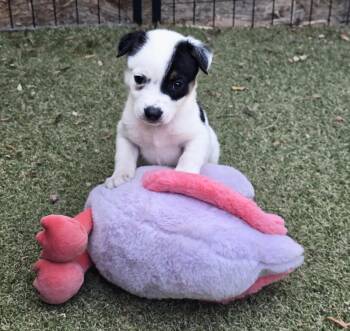 Border Collie and Australian Shepherd Dogs Available for Adoption in Apache Junction, Arizona - Tiara | PetCurious