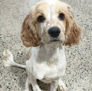 Banjo -  Cocker Spaniel Dog for Adoption in Los Angeles, California - Banjo | PetCurious