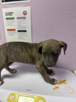 Mixed Breed Dogs Available for Adoption - 60556358 | PetCurious