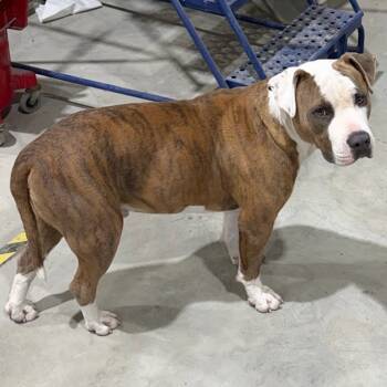 Rescue Pit Bull Terrier Dogs for Adoption in East St. Louis, Illinois - Euphrates | PetCurious