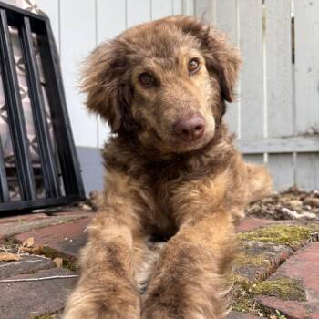 Blair -  Poodle and Mixed Breed Dog for Adoption in Spokane, Washington - Blair | PetCurious