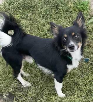 Oscar -  Shetland Sheepdog Sheltie Dog for Adoption in Polson, Montana - Oscar | PetCurious