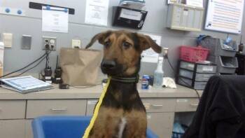 Rescue Mixed Breed Dogs for Adoption in Dallas, Texas - ROCKY | PetCurious