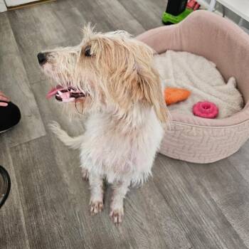 Charlie Brown III 26-079 -  Terrier and Mixed Breed Dog for Adoption in Little Rock, Arkansas - Charlie Brown III 26-079 | PetCurious