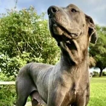 Great Dane Dogs Available for Adoption - Diana | PetCurious