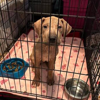 Lalin -  Pit Bull Terrier Dog for Adoption in Tampa, Florida - Lalin | PetCurious