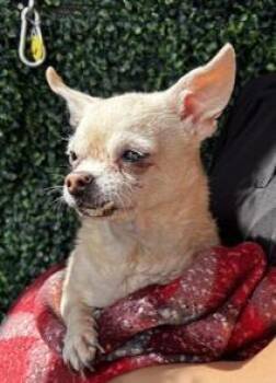 Chihuahua and Mixed Breed Dogs Available for Adoption in El Paso, Texas - 60961355 | PetCurious