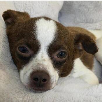Chihuahua Dogs Available for Adoption in Larkfield-wikiup, California - Oscar | PetCurious