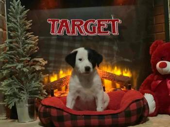 Rescue Wire Fox Terrier and Great Pyrenees Dogs for Adoption in Gillsville, Georgia - Target (Great Perrier Puppies) | PetCurious