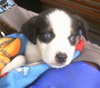 Rescue Mixed Breed Dogs for Adoption in Dallas, Texas - PRINCESS | PetCurious