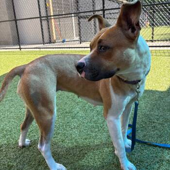 Pepper (Chloe 2) -  Pit Bull Terrier Dog for Adoption in Greensboro, North Carolina - Pepper (Chloe 2) | PetCurious