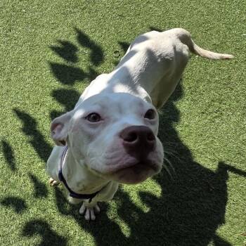 Harper Ann -  Terrier Dog for Adoption in St. Louis, Missouri - Harper Ann | PetCurious