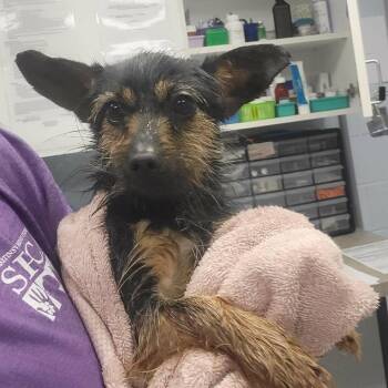 Ruckus -  Yorkshire Terrier and Chihuahua Dog for Adoption in Martinsville, Virginia - Ruckus | PetCurious