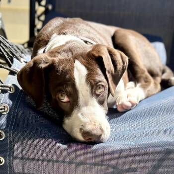 Pit Bull Terrier and German Shorthaired Pointer Dogs Available for Adoption in Pleasure Rdge, Kentucky - Jetta | PetCurious
