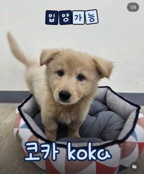 COCA -  Golden Retriever and Spitz Dog for Adoption in Agoura Hills, California - COCA | PetCurious