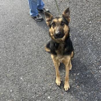 Shepherd Dogs Available for Adoption - Hooch | PetCurious