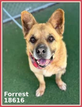 German Shepherd Dog and Akita Dogs Available for Adoption in Marietta, Georgia - FORREST | PetCurious