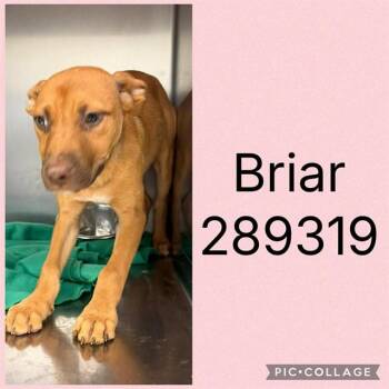 BRIAR -  Mixed Breed Dog for Adoption in Macon, Georgia - BRIAR | PetCurious