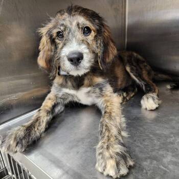 Scooby Pup: Fred -  Mixed Breed Dog for Adoption in Falls Church, Virginia - Scooby Pup: Fred | PetCurious